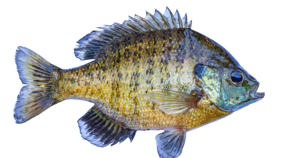 Detailed image of a colorful sunfish