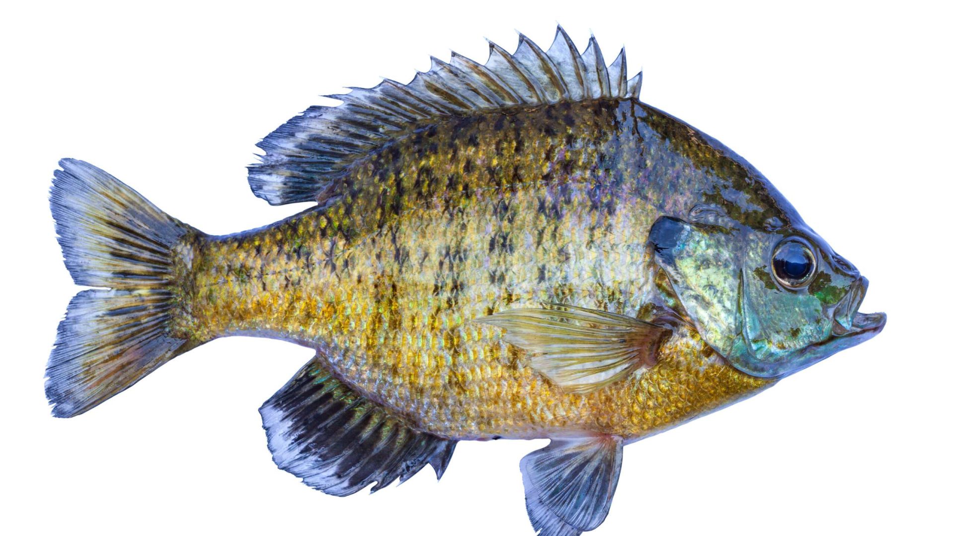 Detailed image of a colorful sunfish