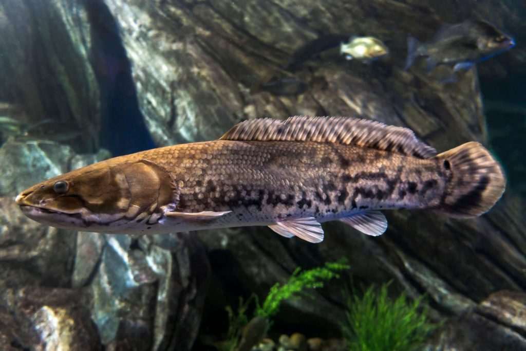 Close-up of a fish in an aquarium.