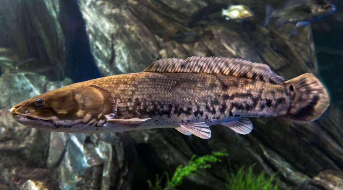Close-up of a fish in an aquarium.