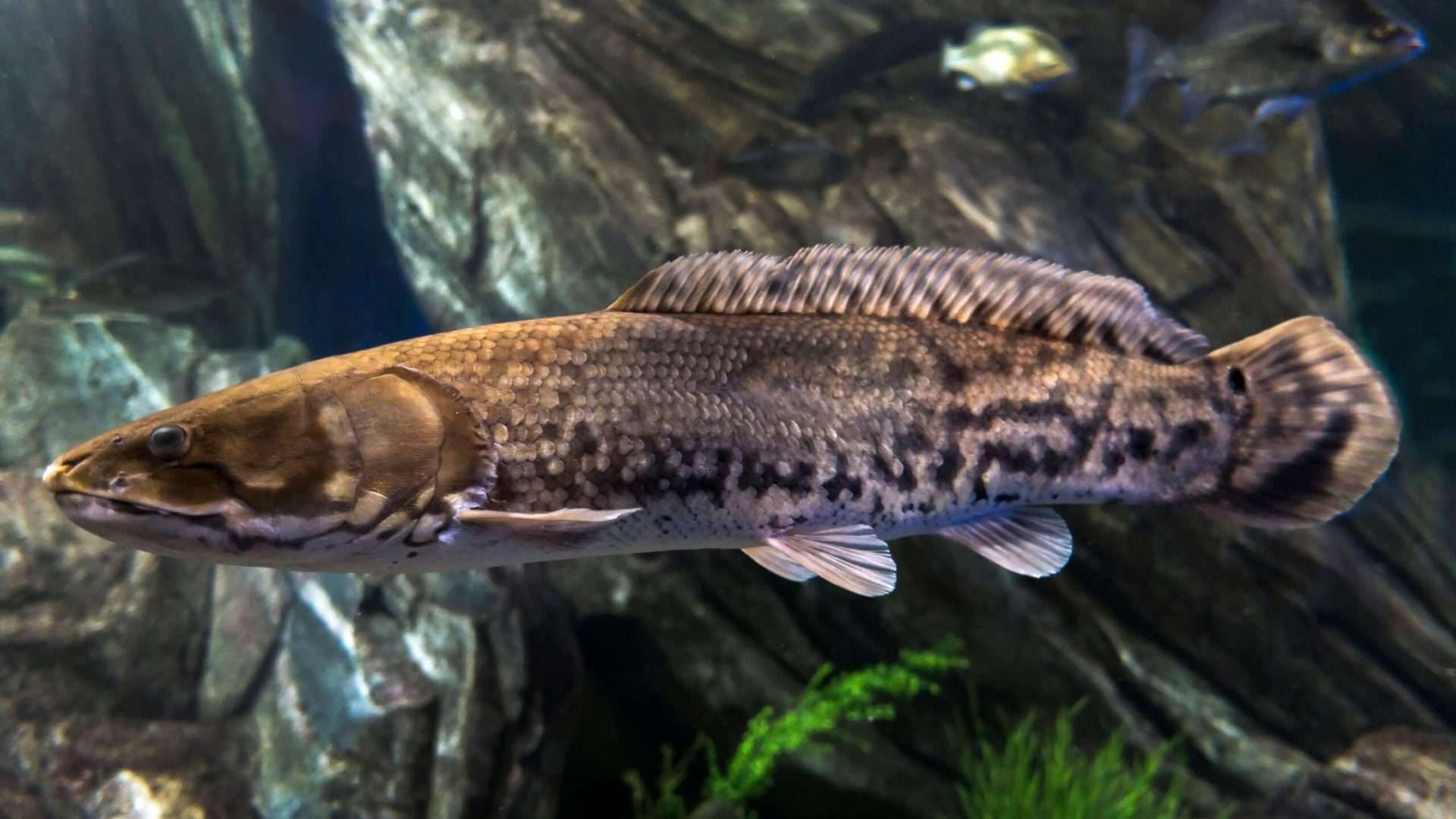 Close-up of a fish in an aquarium.