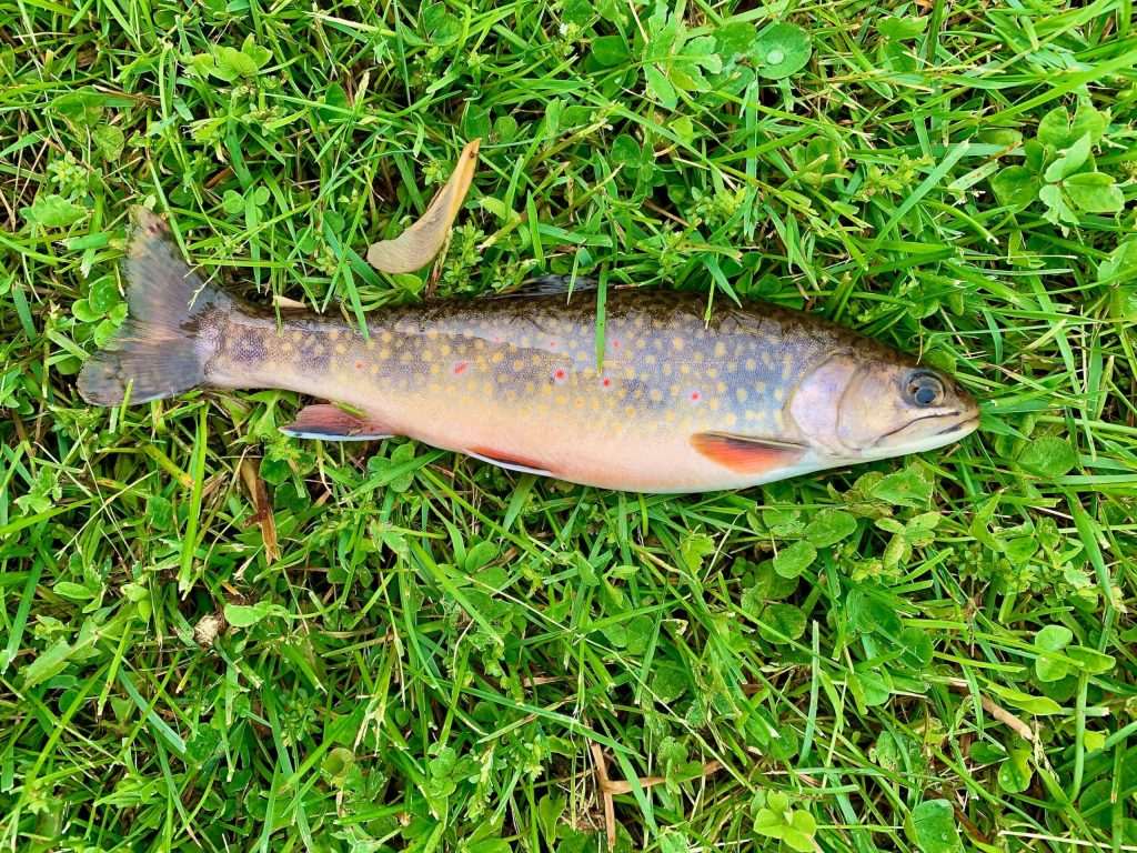 Trout on grass