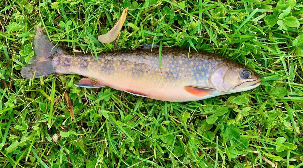 Trout on grass