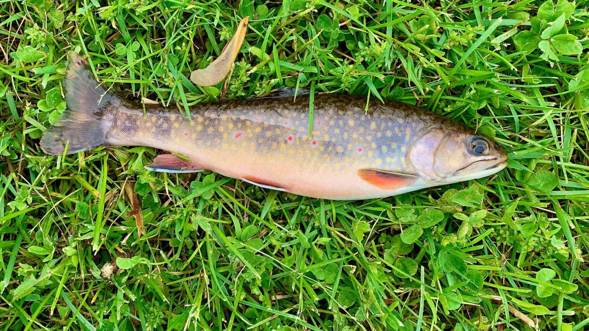 Trout on grass