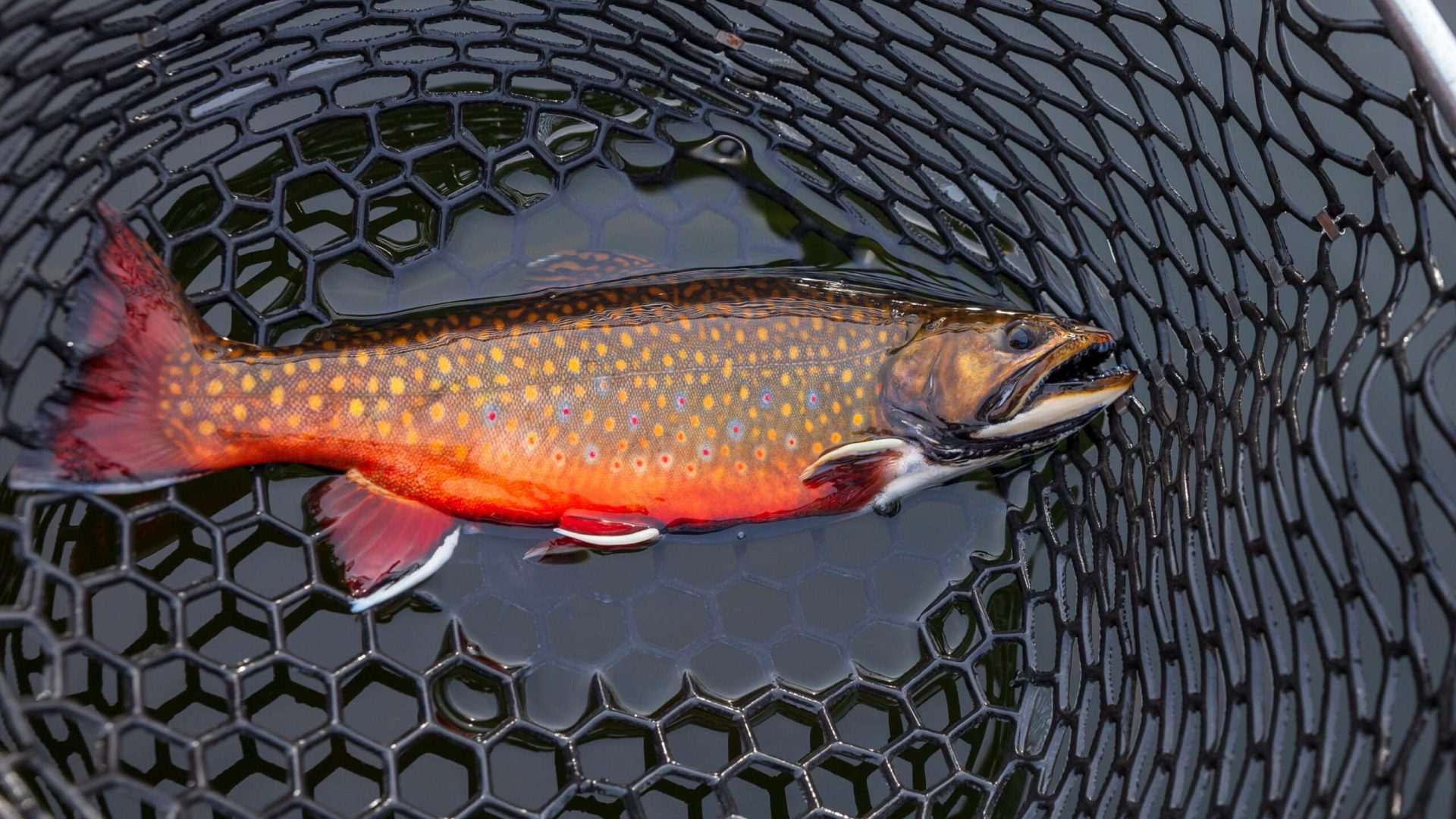 Brook trout in a fishing net