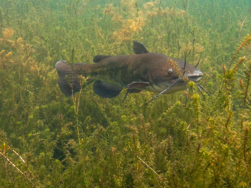 Catfish swimming in underwater vegetation.