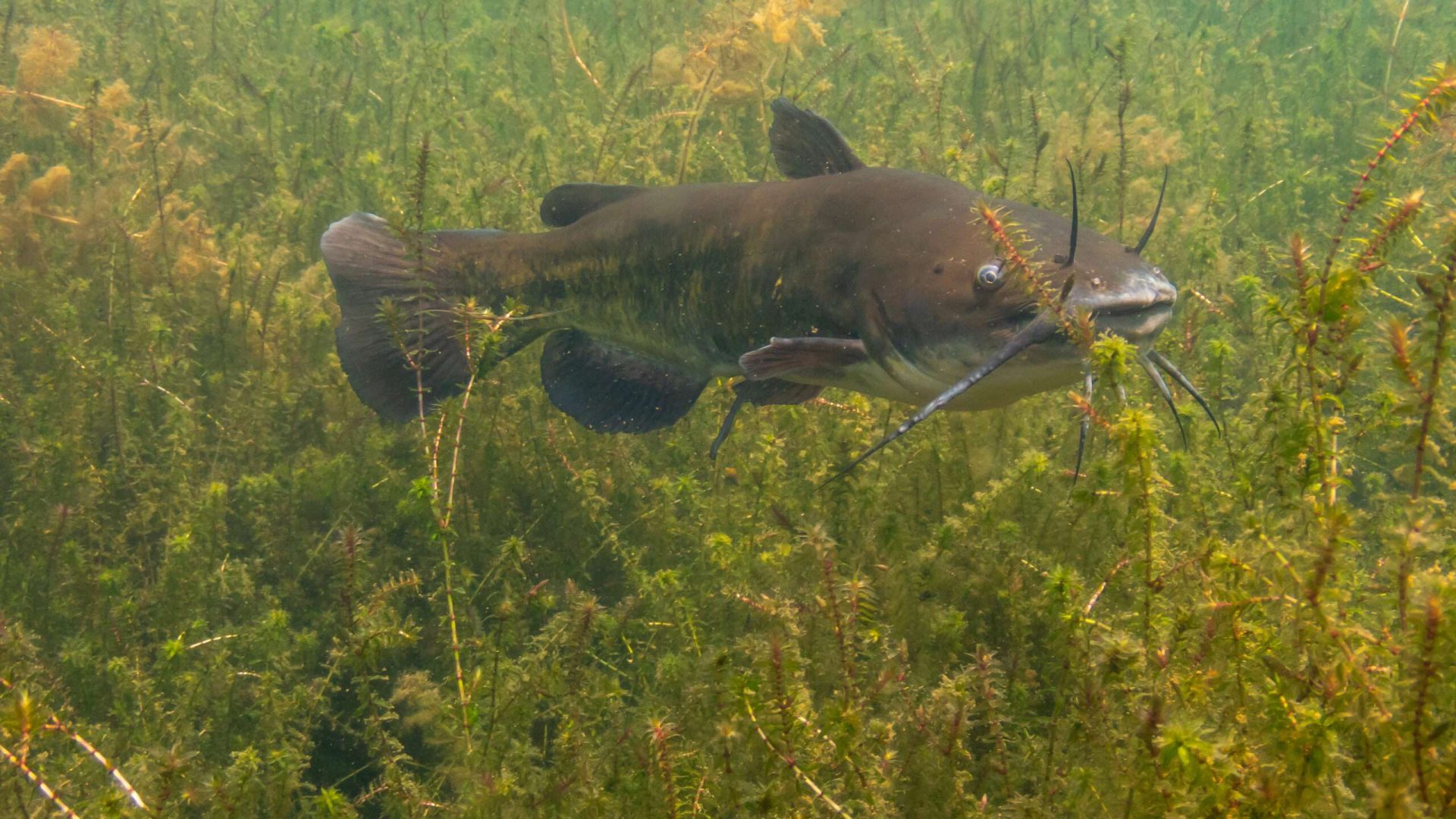 Catfish swimming in underwater vegetation.