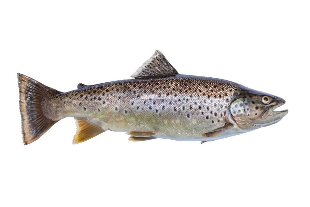 Close-up of a brown trout fish