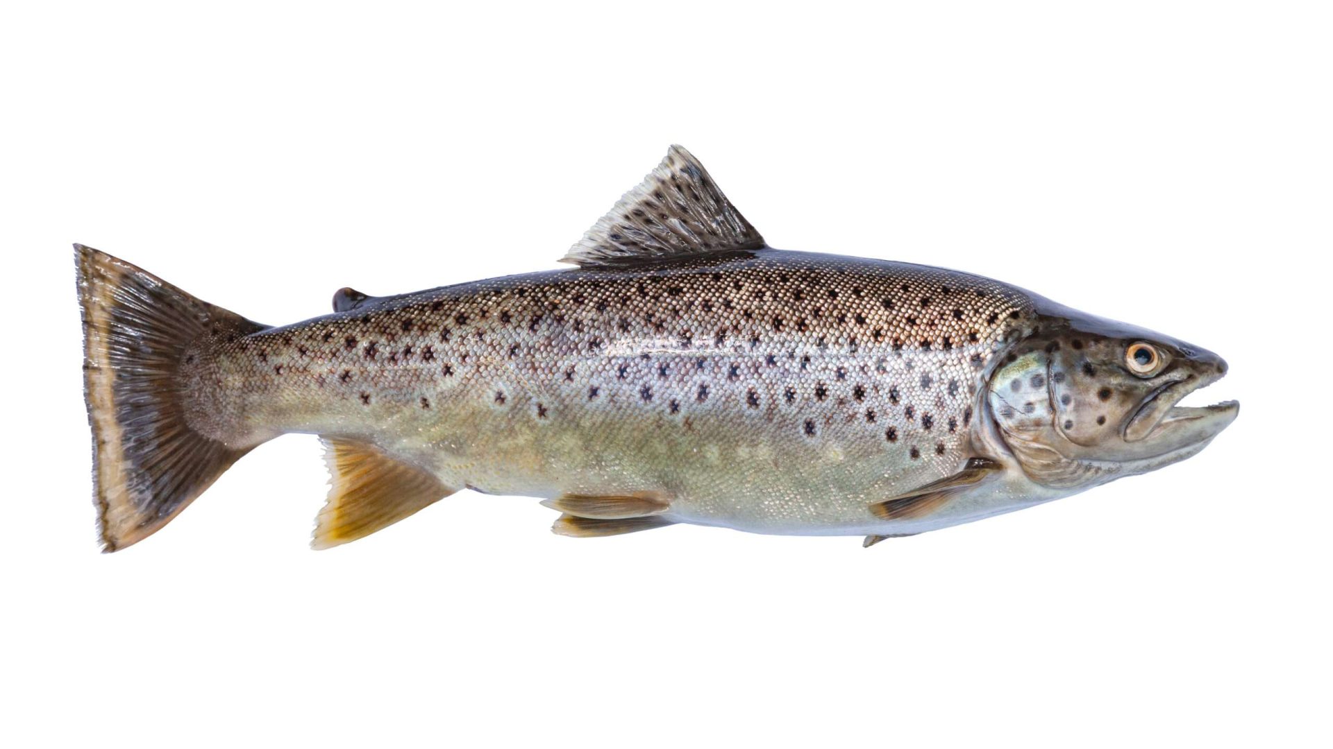 Close-up of a brown trout fish