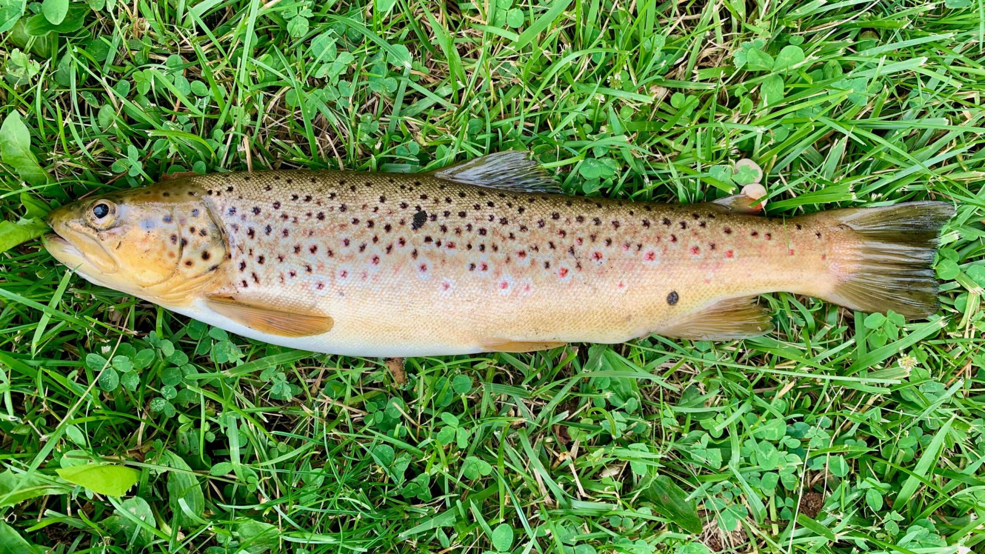 Brown trout on green grass