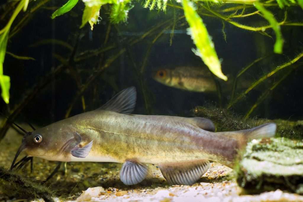 Catfish swimming in an aquarium