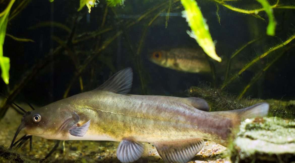 Catfish swimming in an aquarium