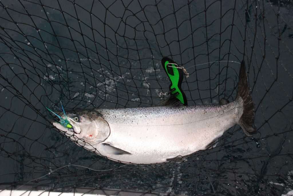 Large fish caught in a fishing net