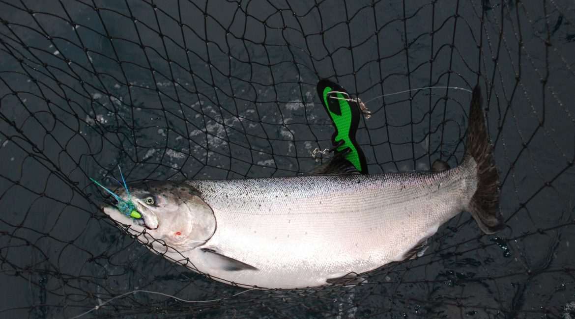 Large fish caught in a fishing net