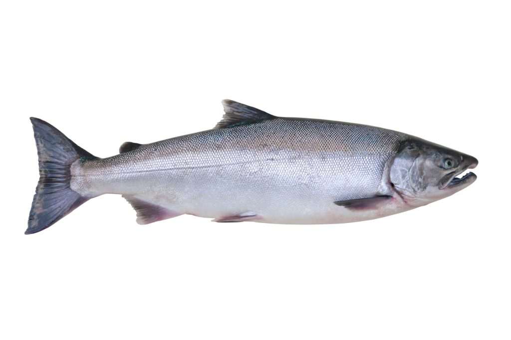 Silver salmon fish on white background