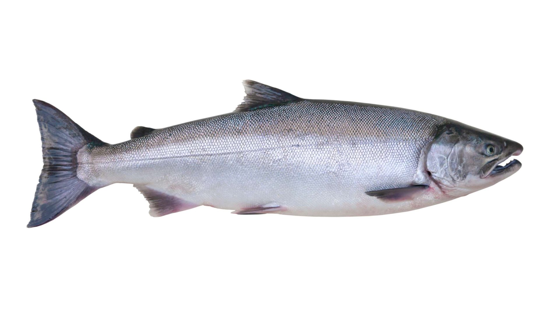 Silver salmon fish on white background