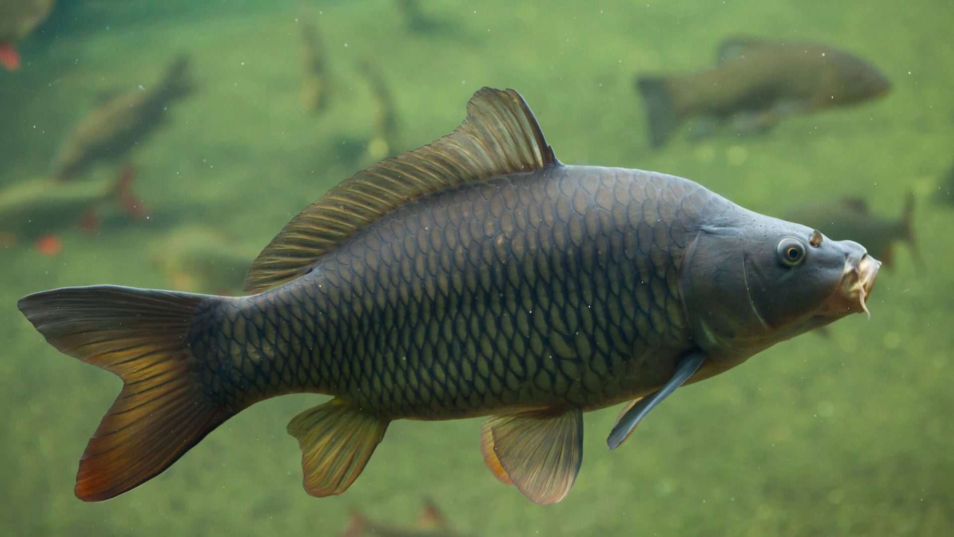 Underwater view of a swimming fish