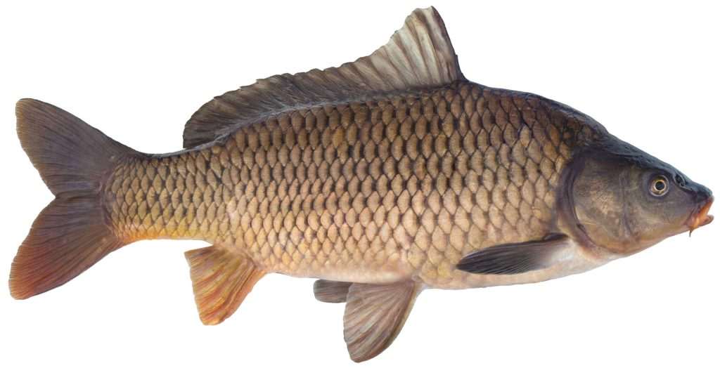 Common carp fish on white background