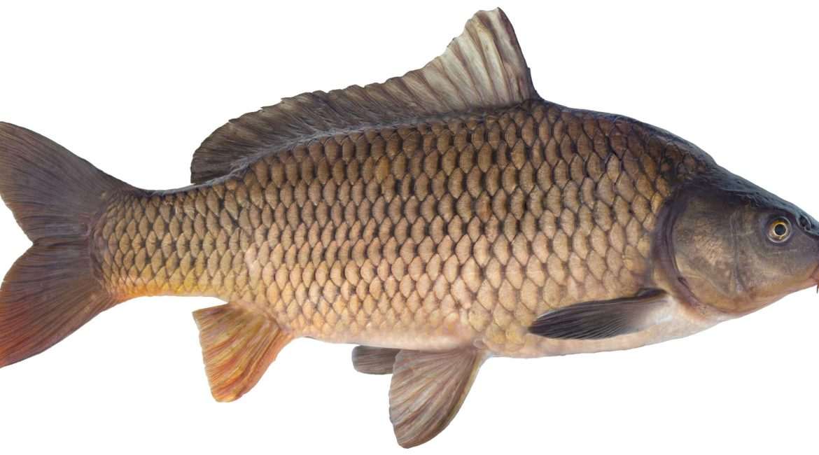 Common carp fish on white background