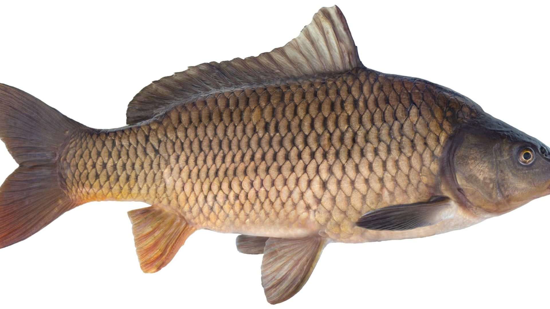 Common carp fish on white background