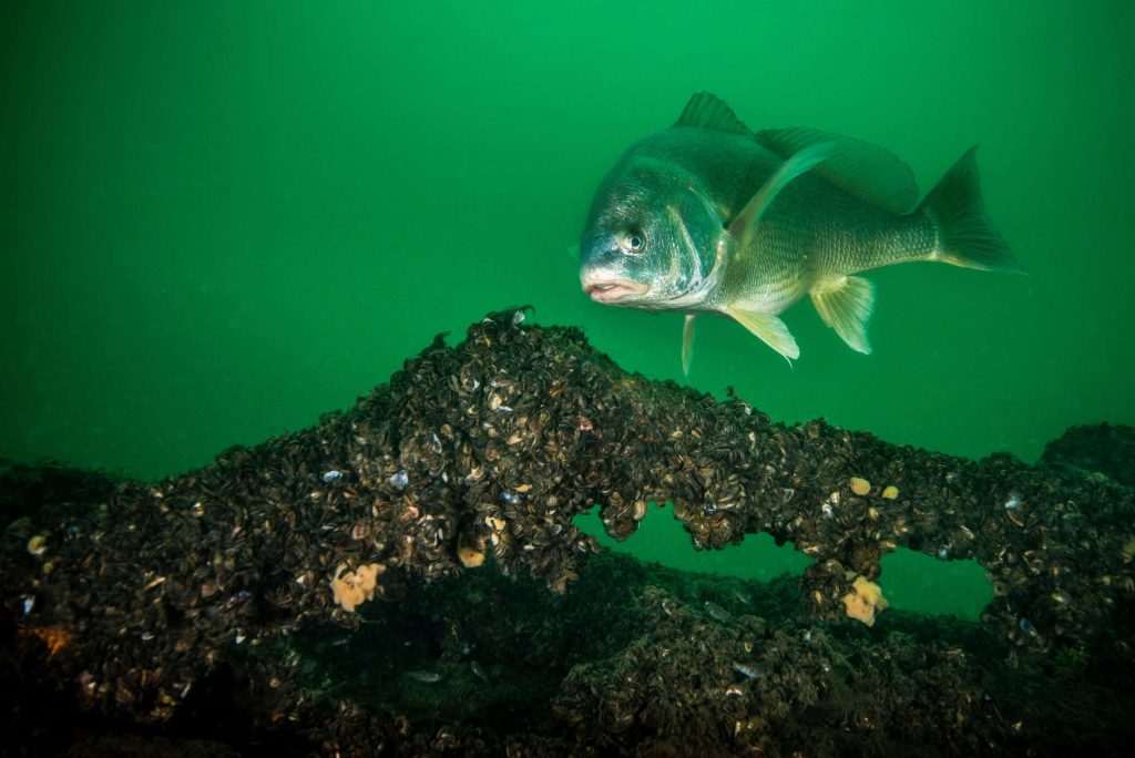 Fish swimming near underwater structure with mussels