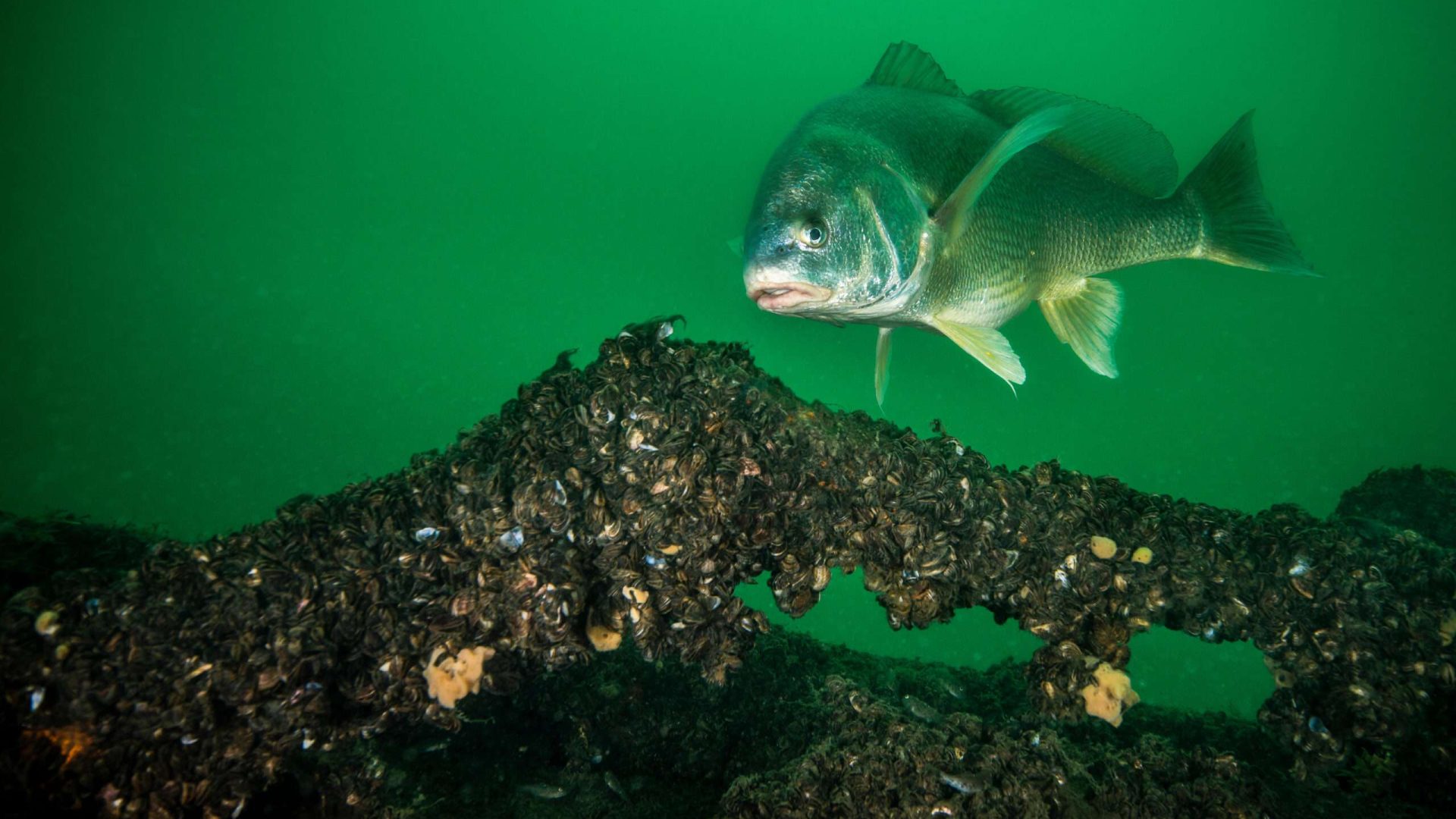 Fish swimming near underwater structure with mussels