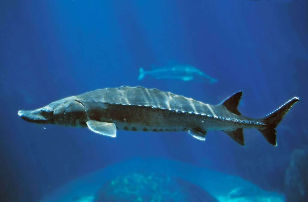 Sturgeon swimming underwater in an aquarium.