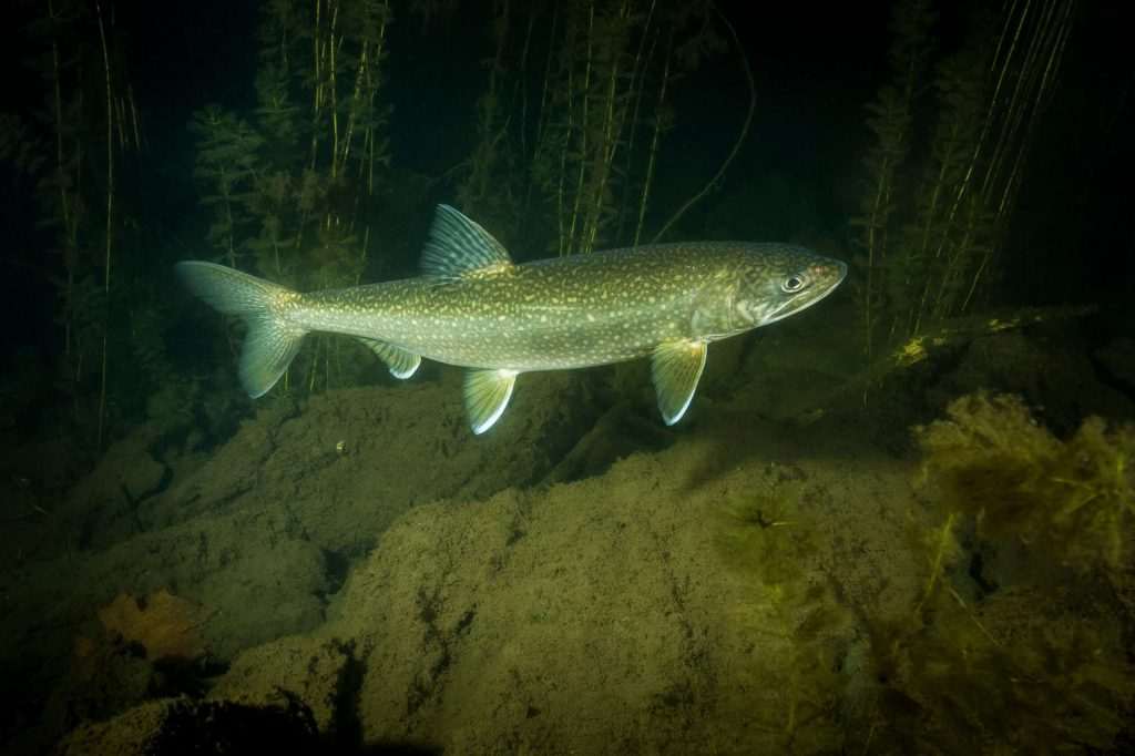 Lake trout swimming underwater near plants.