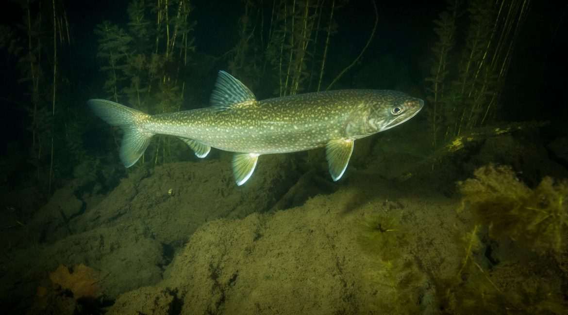 Lake trout swimming underwater near plants.