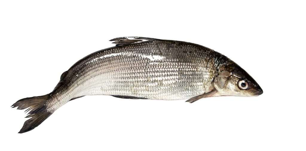 Fresh whole fish on white background
