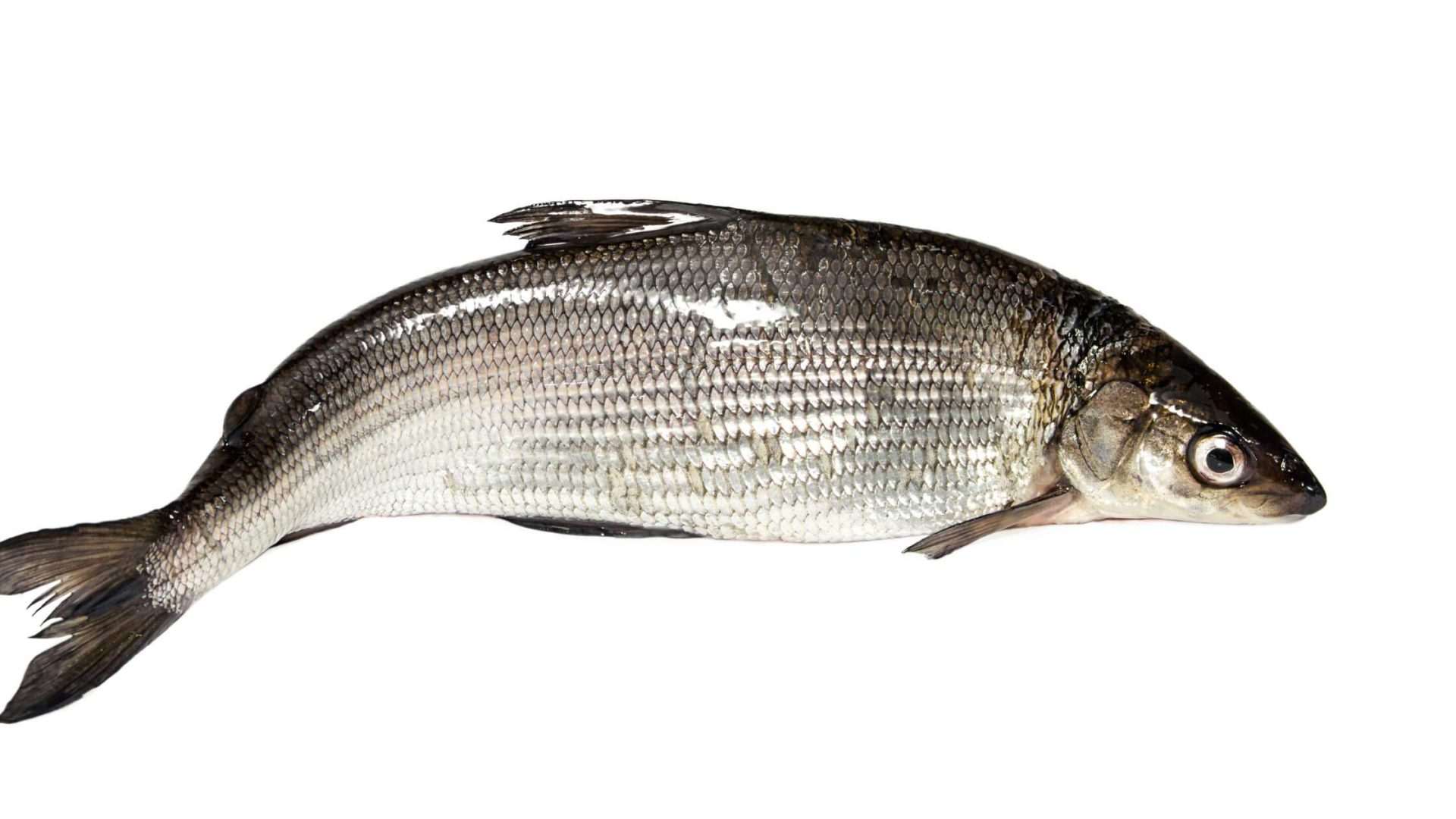 Fresh whole fish on white background