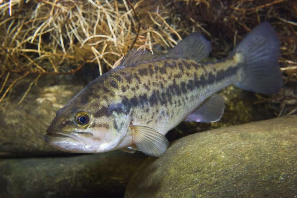 Spotted bass fish underwater near rocks