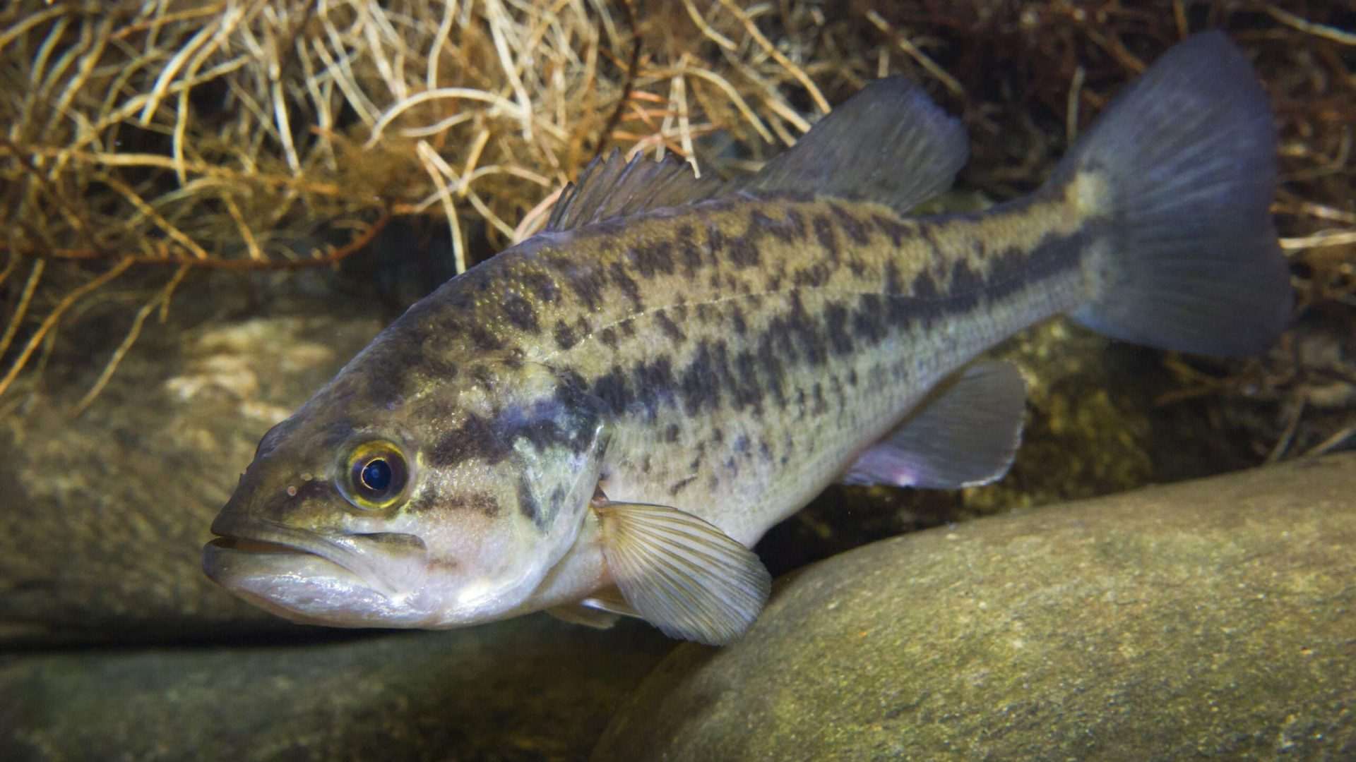 Spotted bass fish underwater near rocks