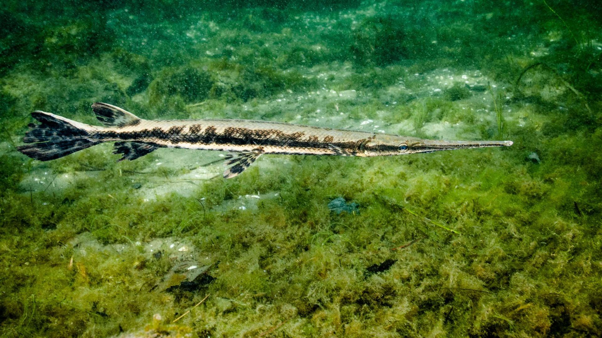 Long-snouted fish in underwater greenery