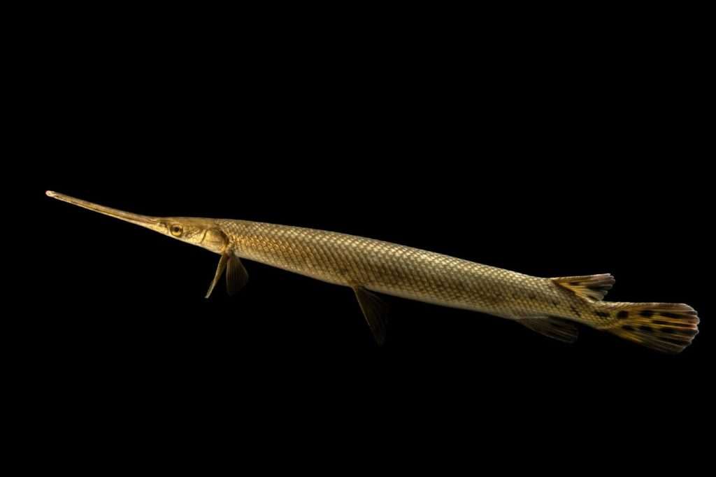 Alligator gar fish on black background