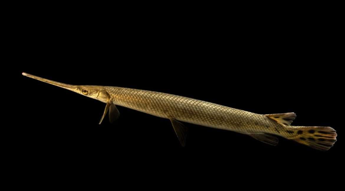 Alligator gar fish on black background