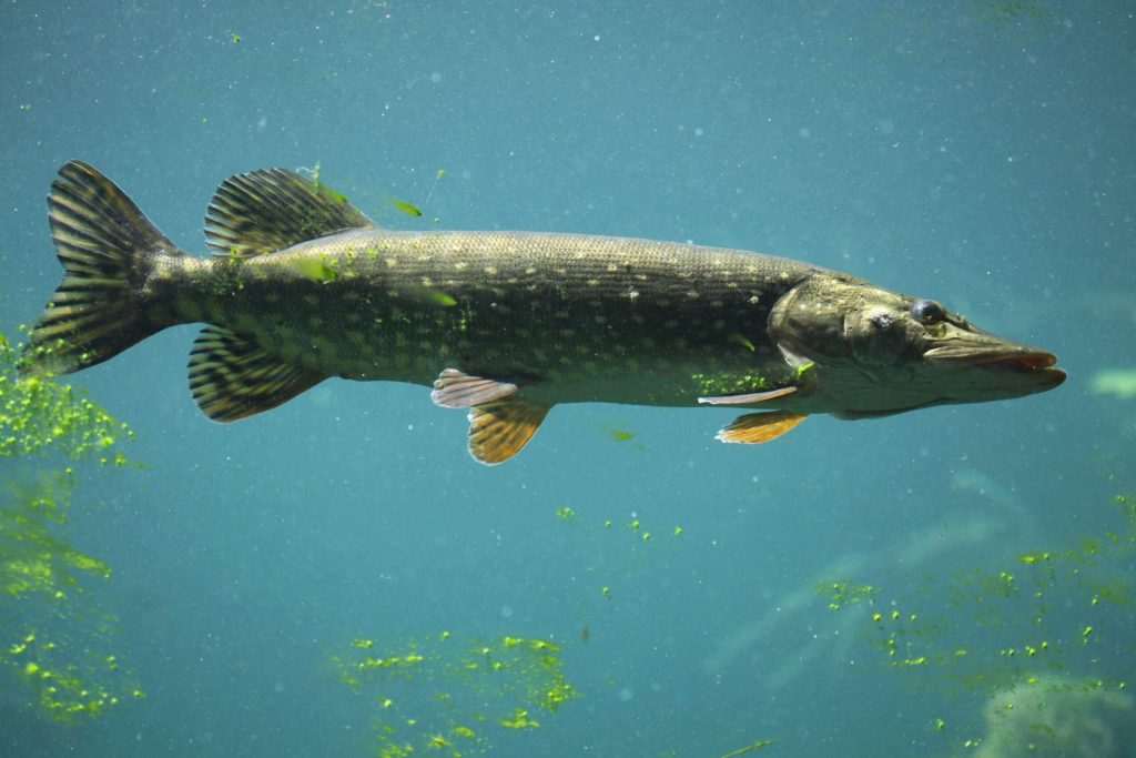 Northern pike swimming in clear water