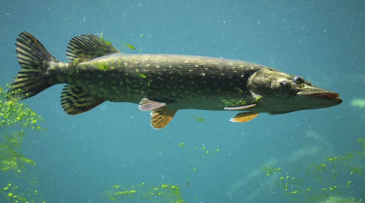 Northern pike swimming in clear water