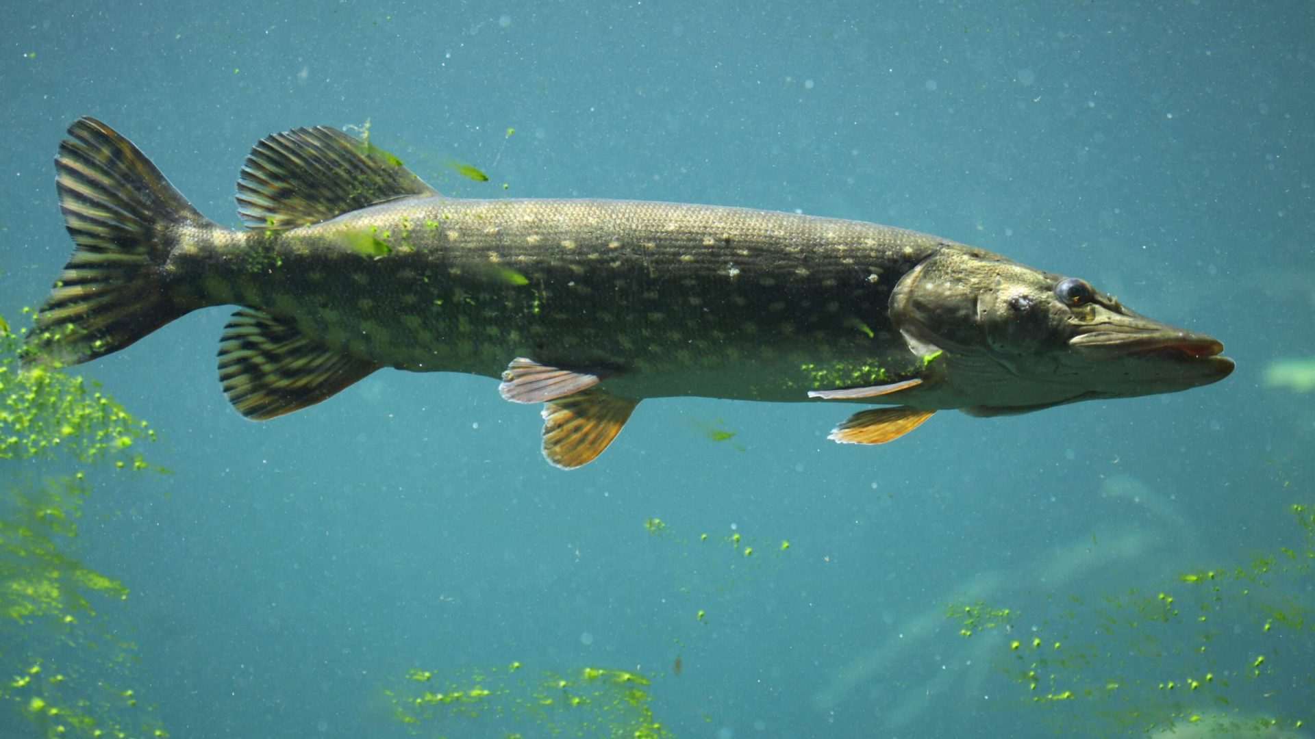 Northern pike swimming in clear water