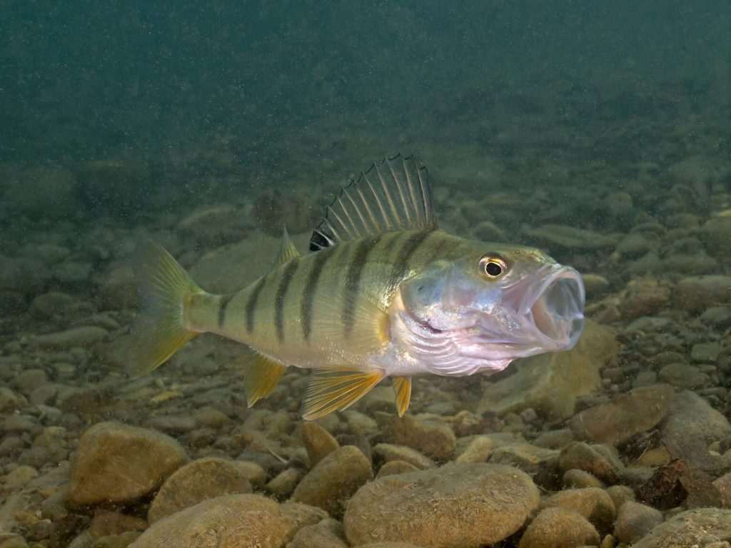 Yellow perch fish underwater with open mouth