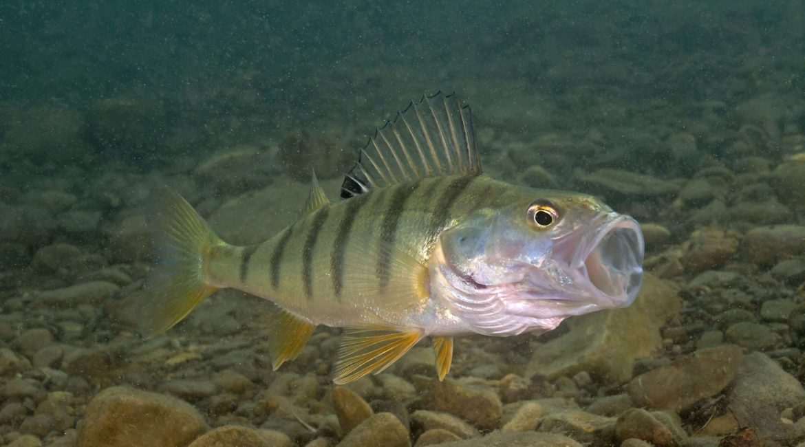 Yellow perch fish underwater with open mouth