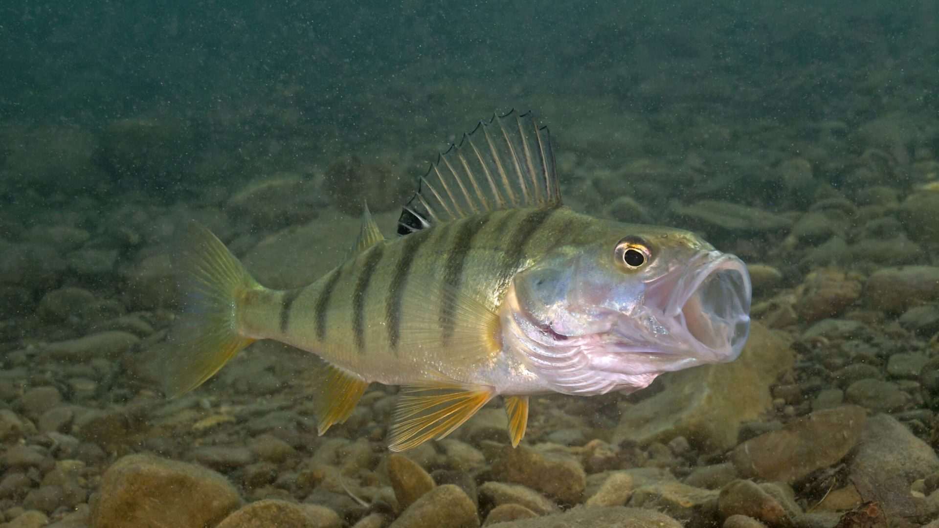 Yellow perch fish underwater with open mouth