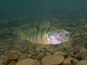 Yellow perch fish underwater with open mouth