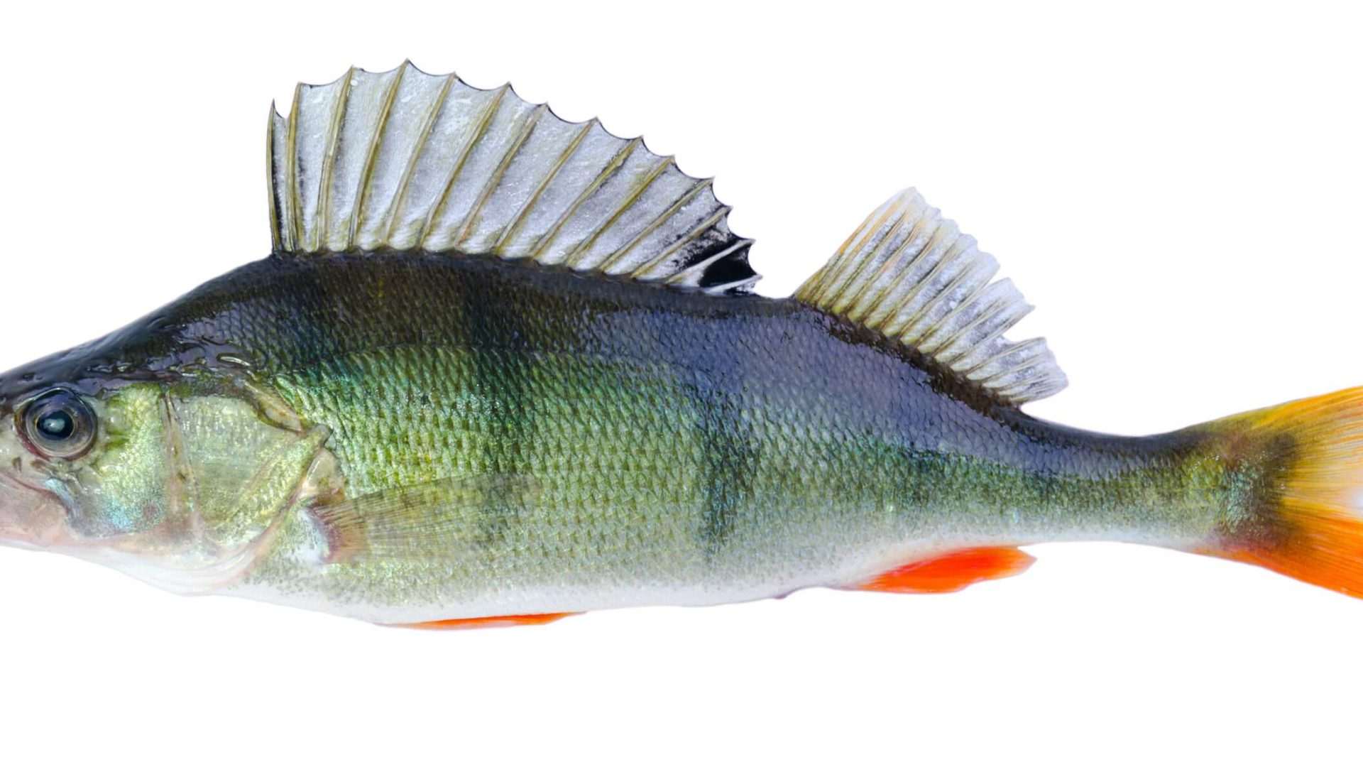 Close-up of a fish with spiky fins