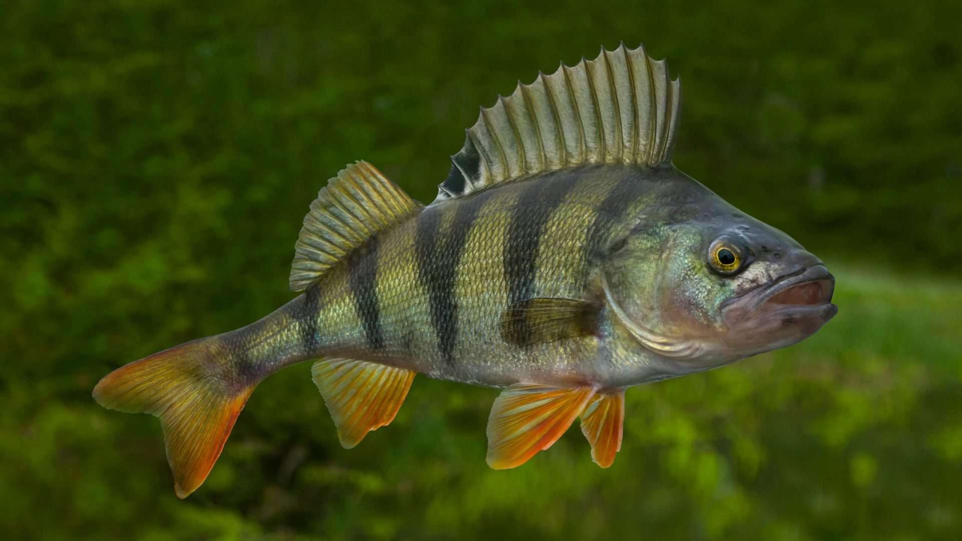 Yellow perch fish with green background