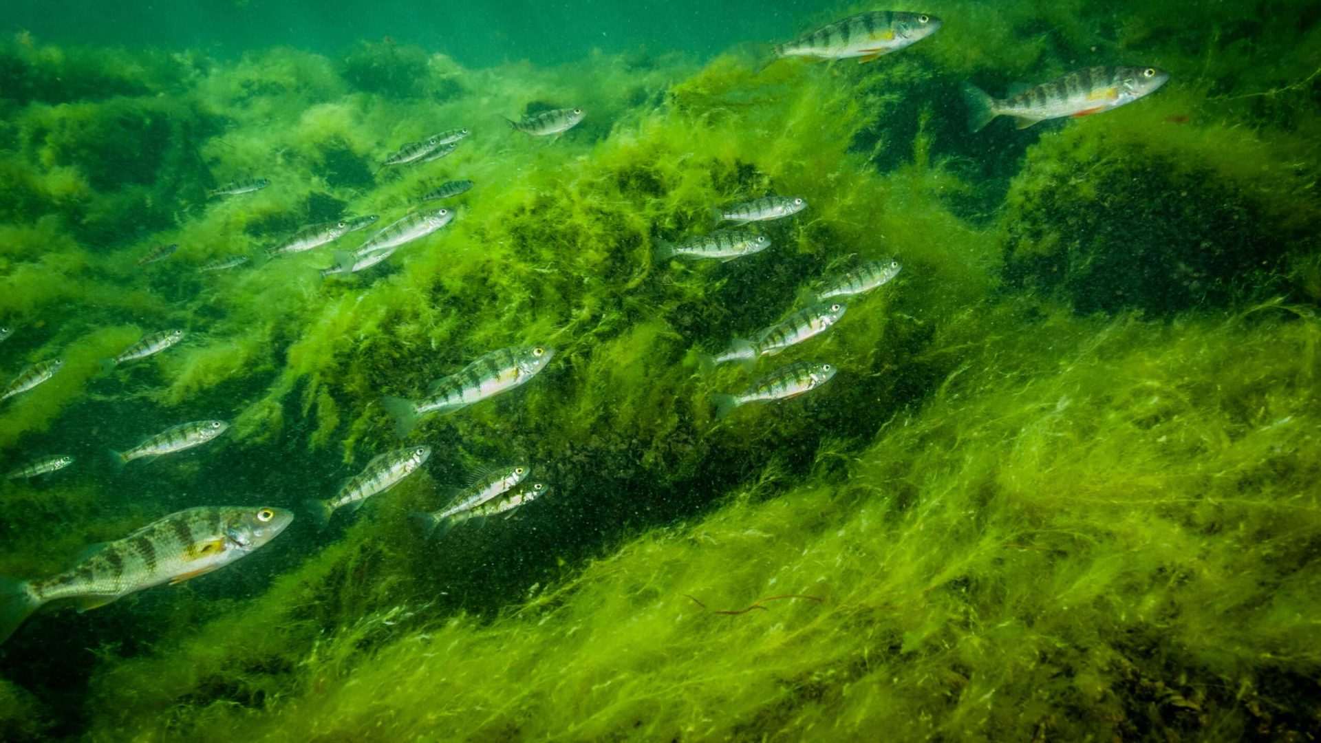 School of fish swimming in green algae