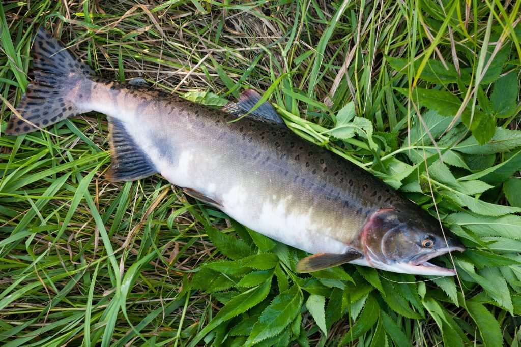 Freshly caught salmon on green grass