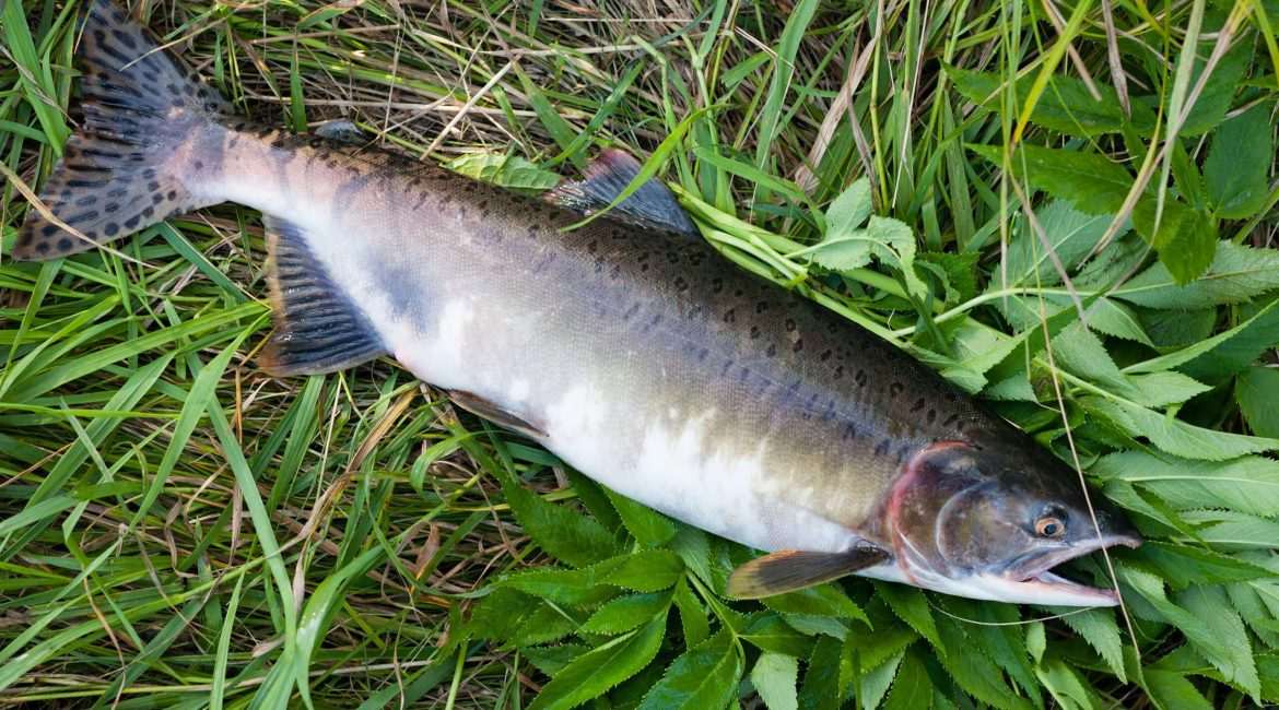 Freshly caught salmon on green grass