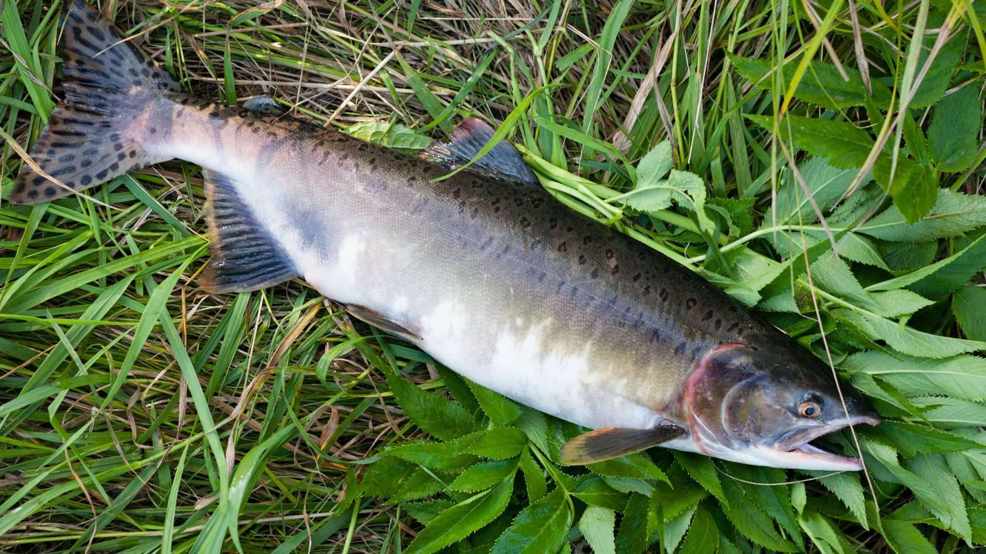 Freshly caught salmon on green grass