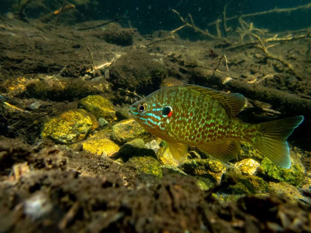 Colorful fish swimming in a rocky underwater environment.